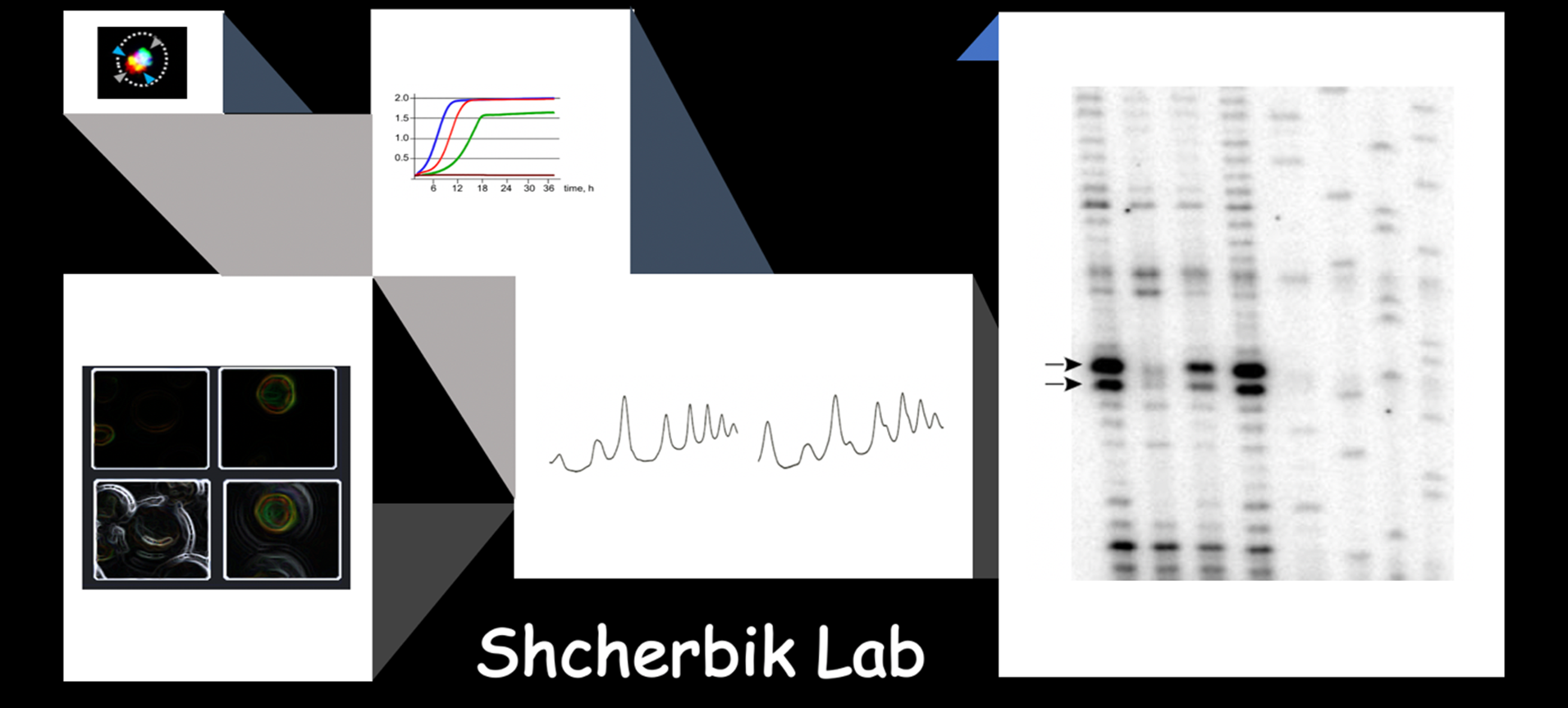 Shcherbik Lab