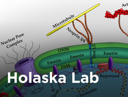 Holaska Lab