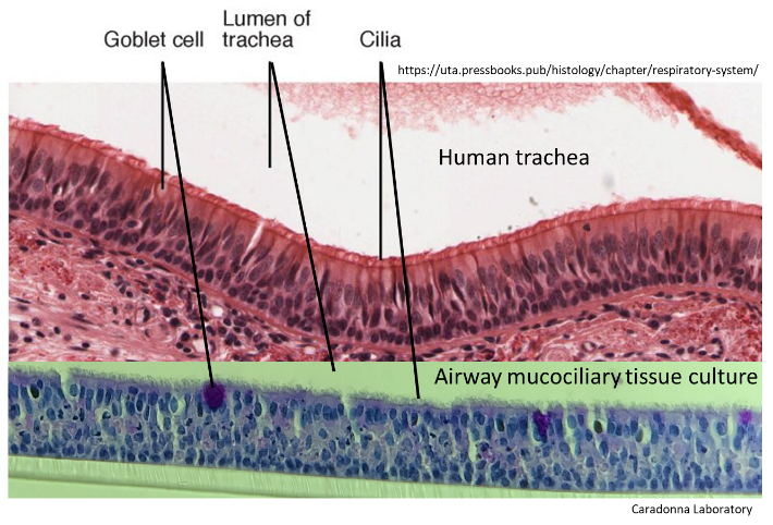Comparison of human tracheal tissue structure to the structure of our human airway mucociliary tissue cultures generated from nasal progenitor cells.