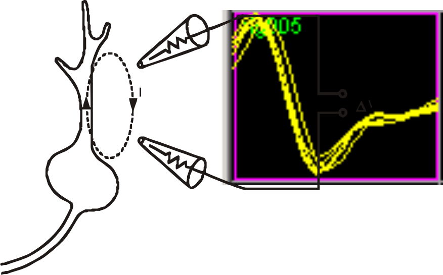 Neuron EPHYS