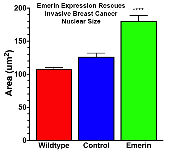 gfp-emerin-rescues-nuclear-size-of-mda-231-5-17-19.png