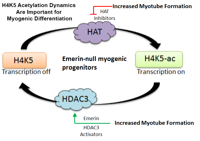 hat-hdac3-cycle-cloud-pic-5-17-19.png
