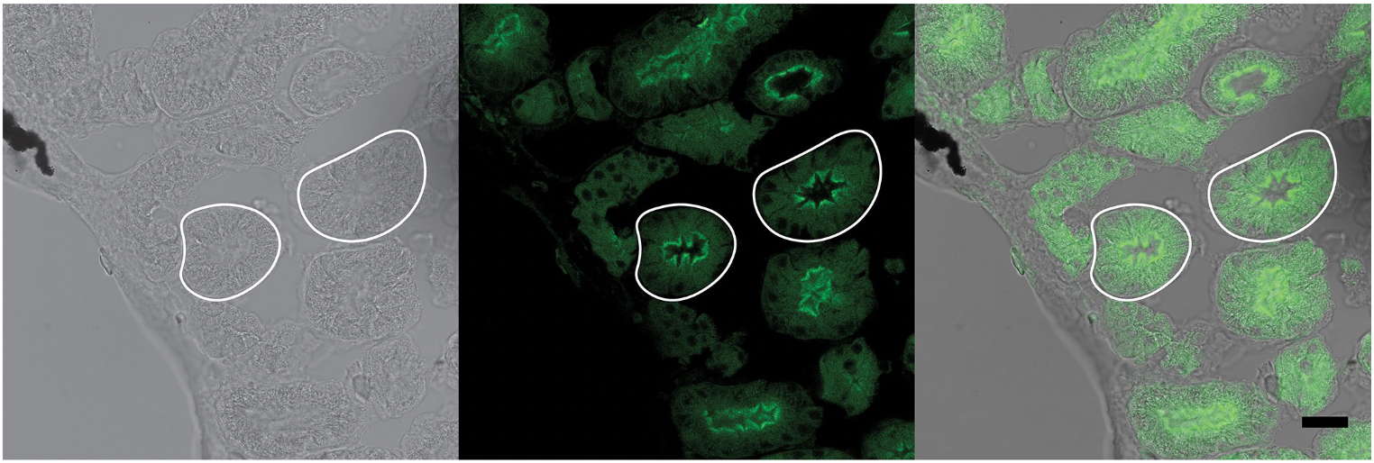 adult frog kidney stained for VSP