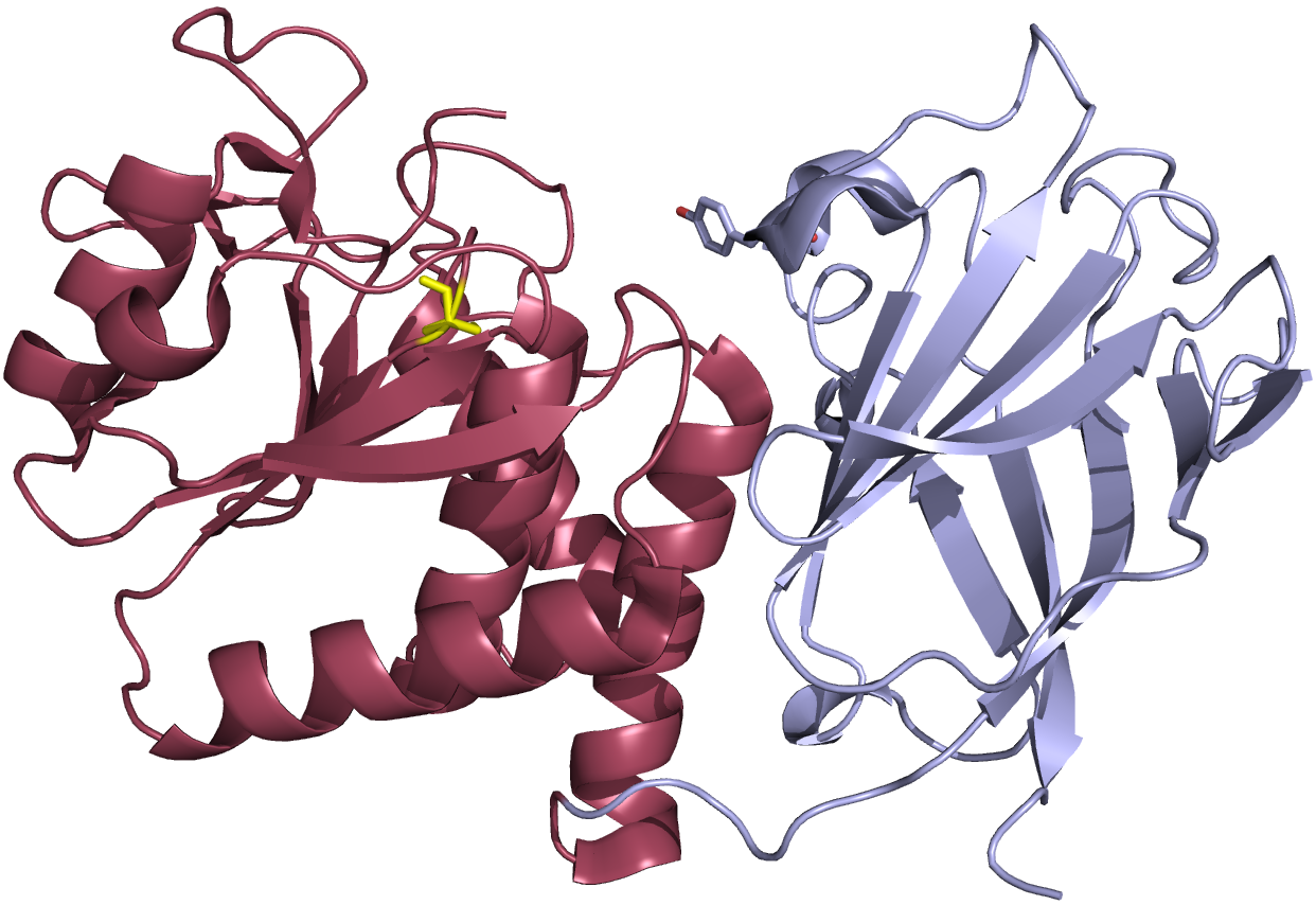 cartoon representation of the crystal structure of the phosphatase domain from VSP