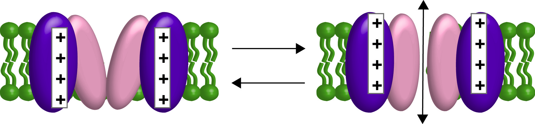 cartoon of a voltage-gated channel opening and closing