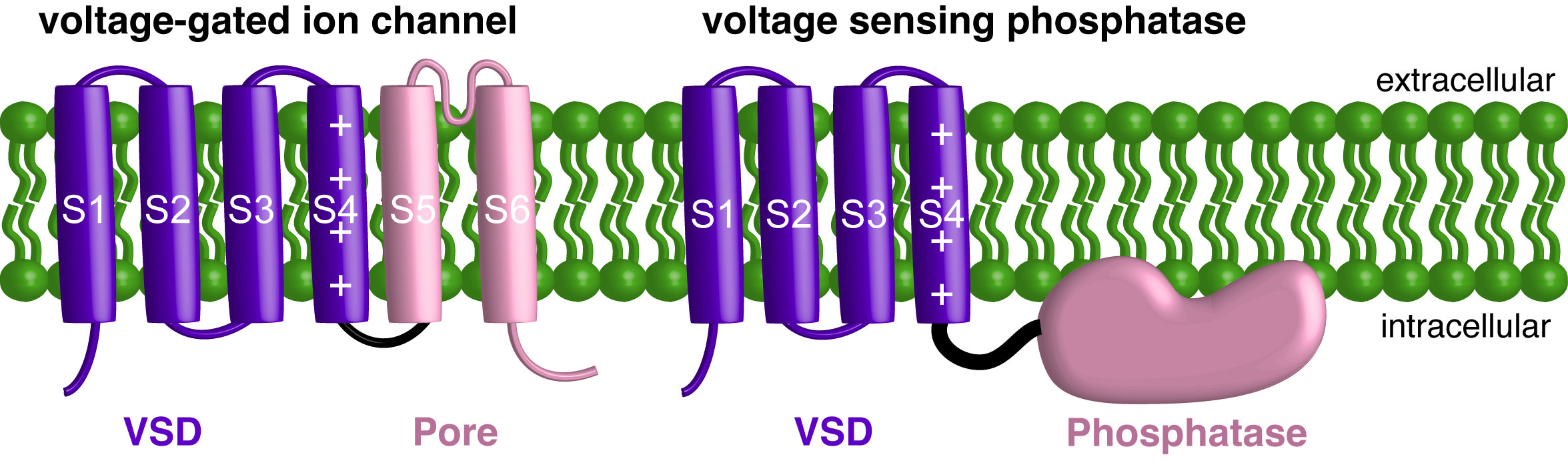 cartoon of voltage gated ion channel and the voltage sensing phosphatase with the voltage sensing domain helices labeled, S1-S4