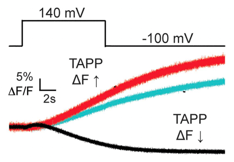 VSP activity measured by a biosensor showing that removing the C2 domain significantly reduces VSP activity