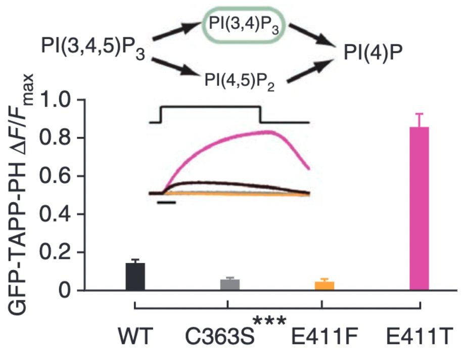 vsp activity as measured by a biosensor. Mutations in the E411 position can dramatically increase or decrease VSP activity.