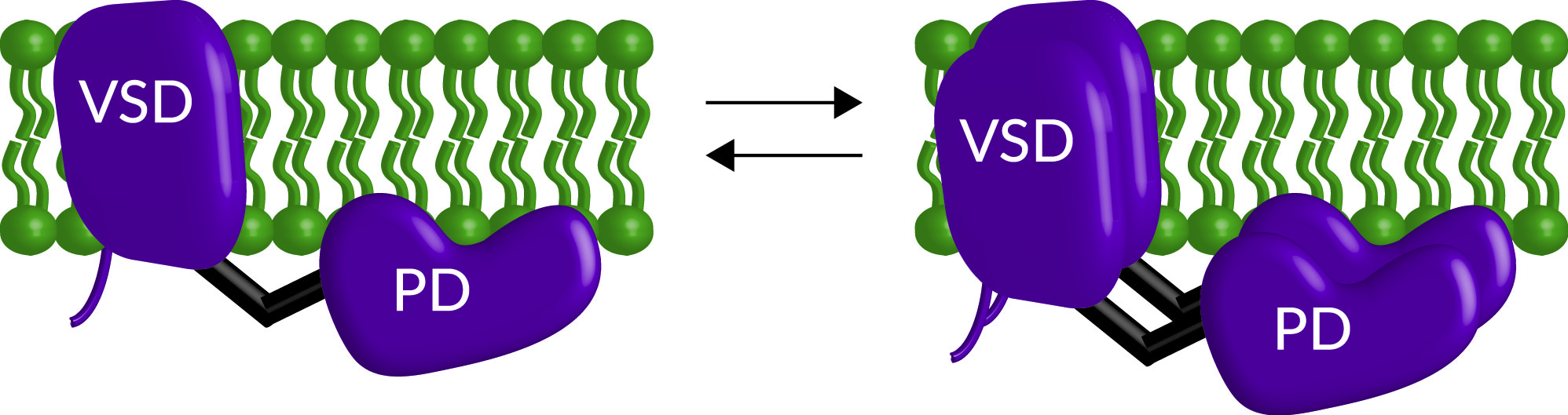 cartoon of monomer to dimer conversion of asp