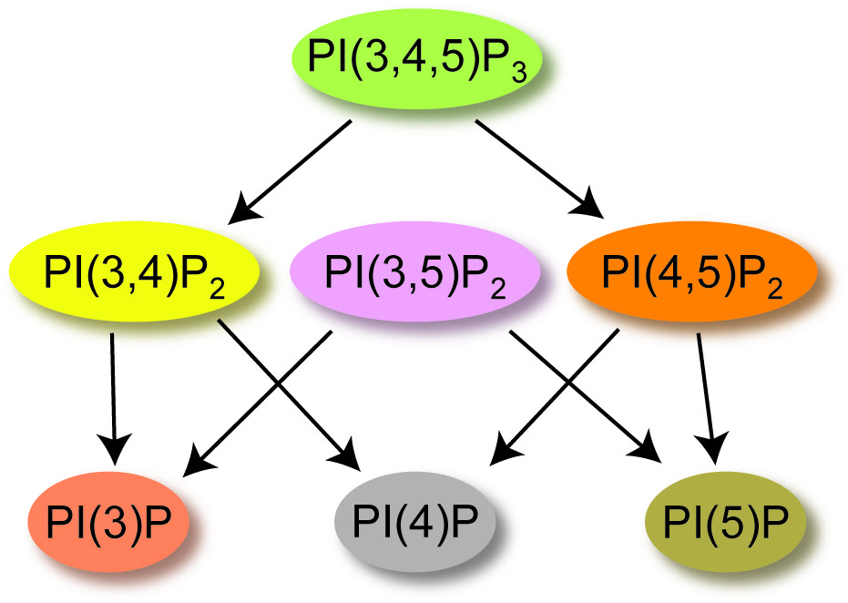 phosphatidylinositol phosphate signaling cascade