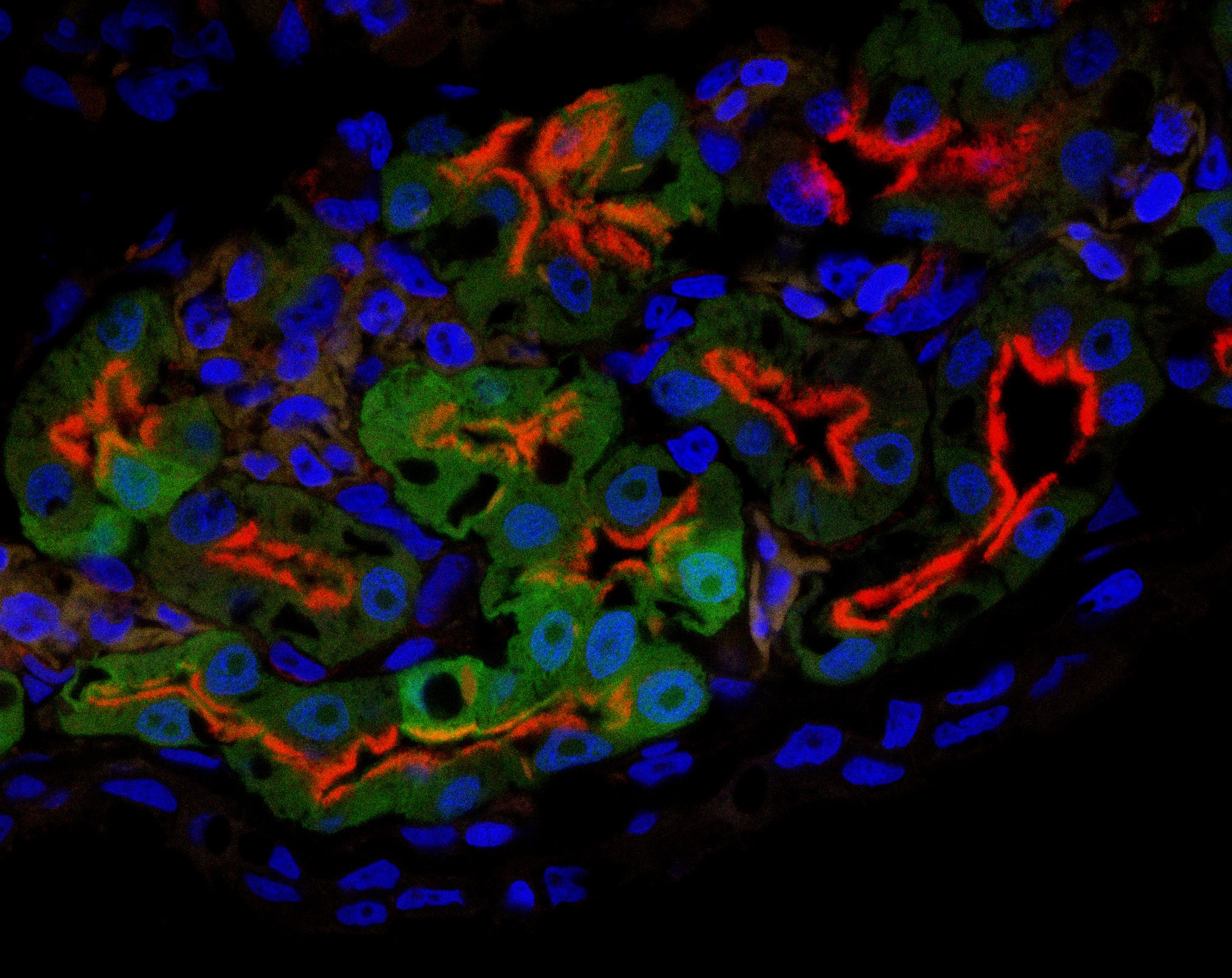 frog kidney stained for VSP and nuclei