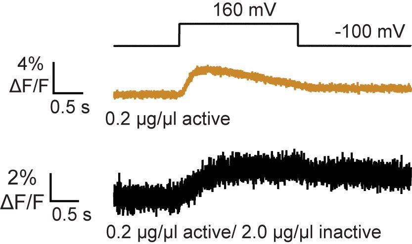 VSP activity as measured by a biosensor showing that a high concentration of inactive protein changes dimer activity