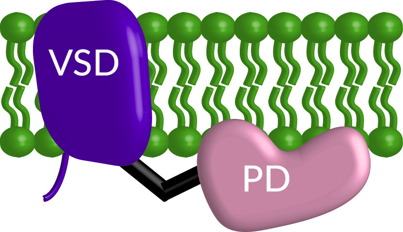 cartoon of the voltage sensing phosphatase