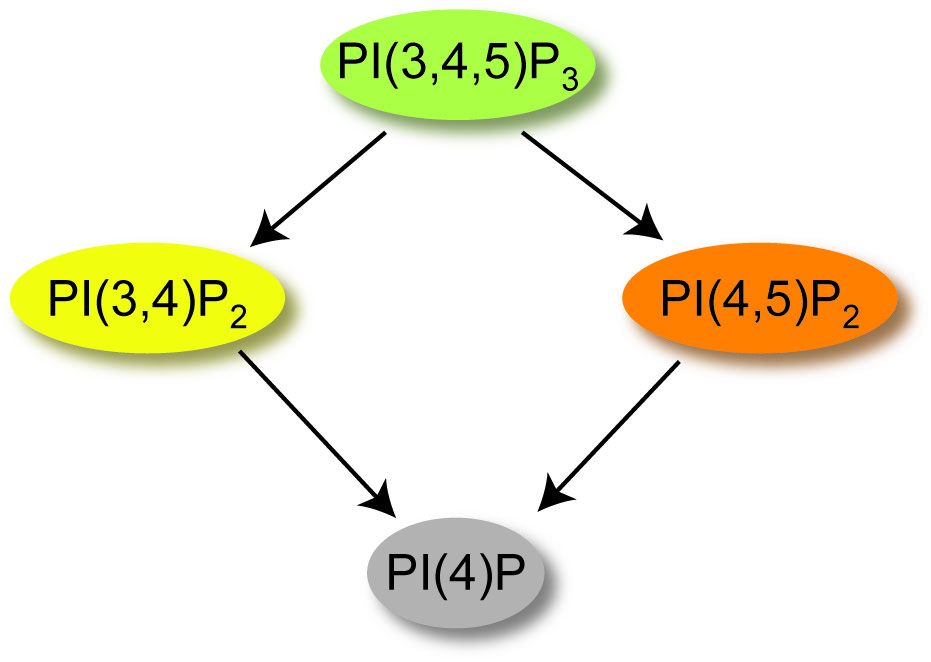 cartoon of VSP substrates and products