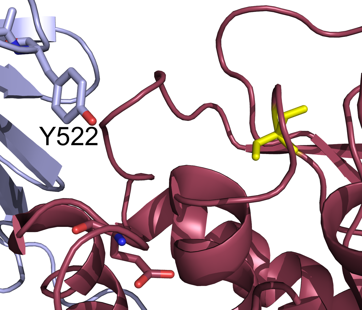C2 domain amino acid sticking into the catalytic domain active site