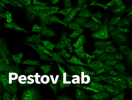 Pestov Lab