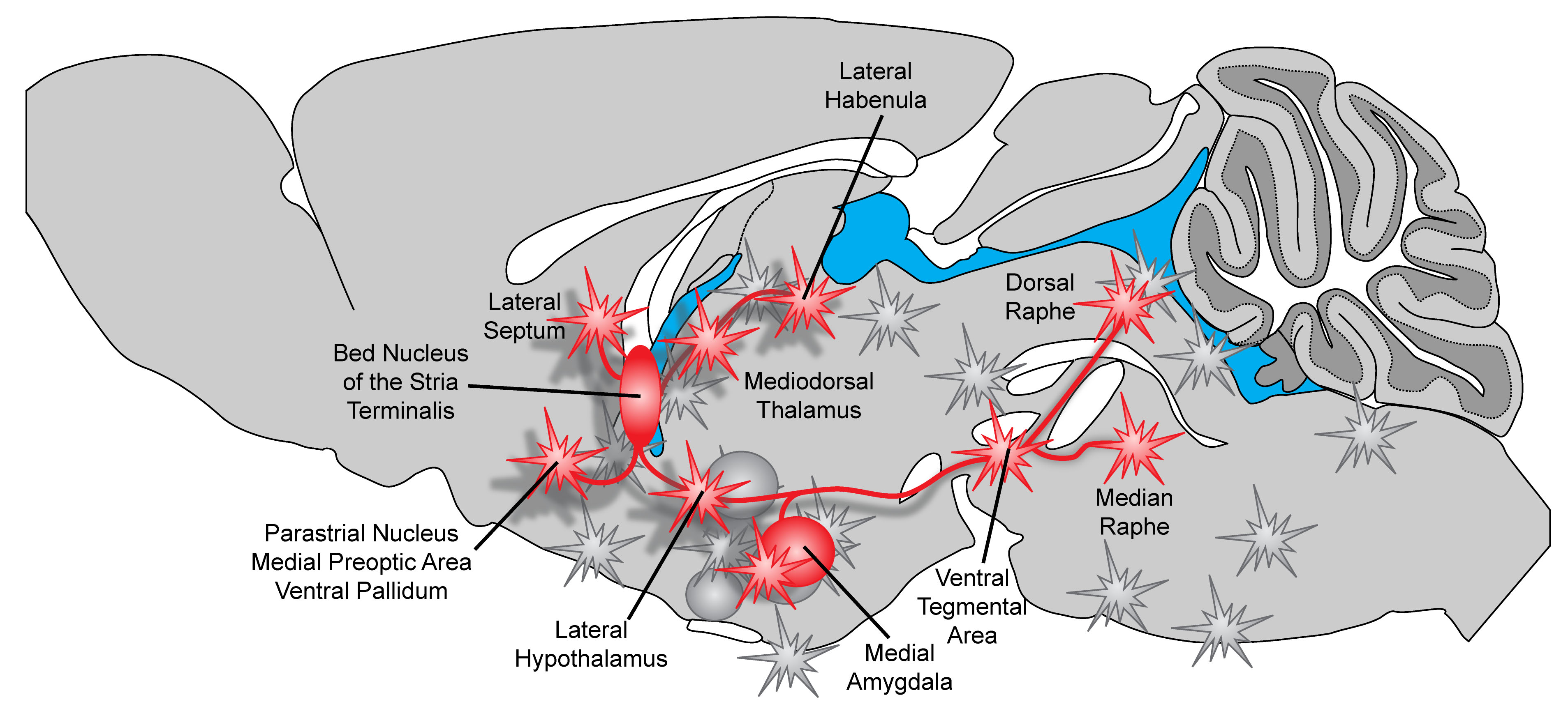 Bed Nucleus Of The Stria Terminalis