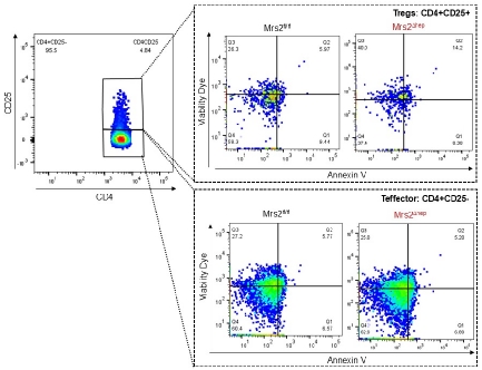 picture describes the research on T cells
