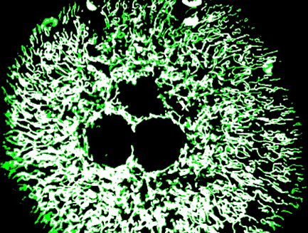 Visualization of mitochondria