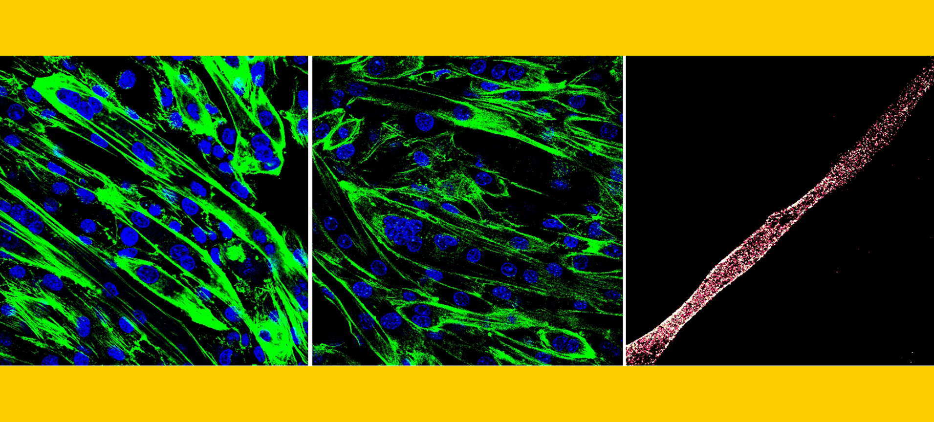 Visualization of skeletal muscle cells