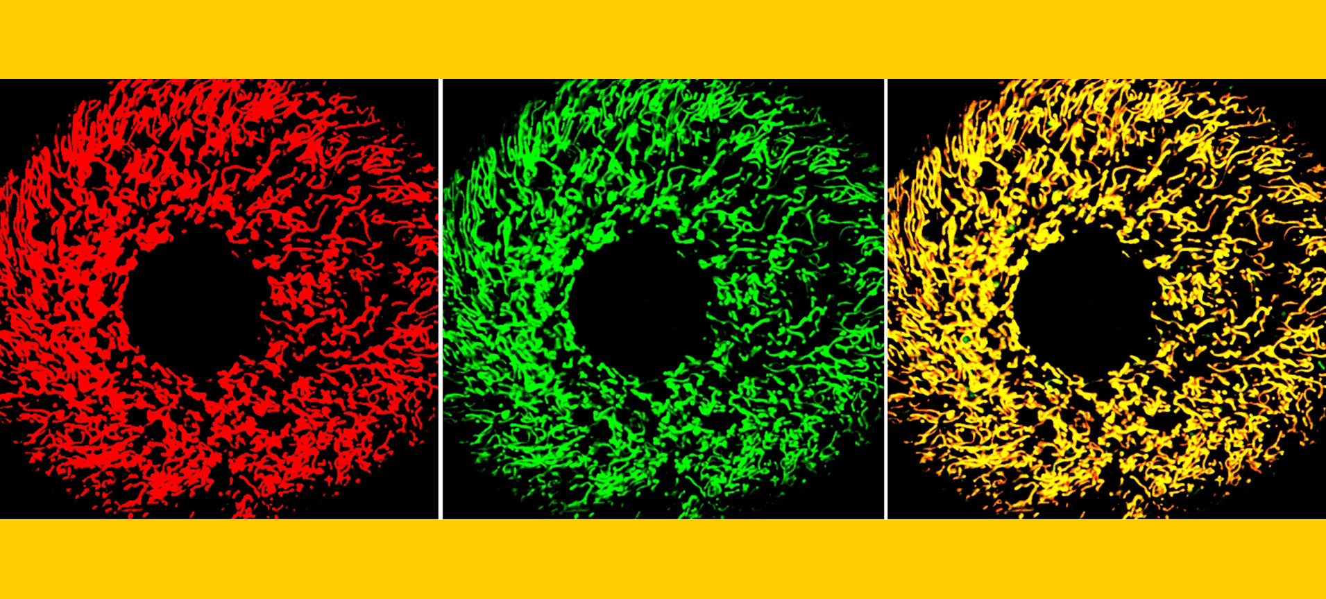Visualization of mitochondria in hepatocytes